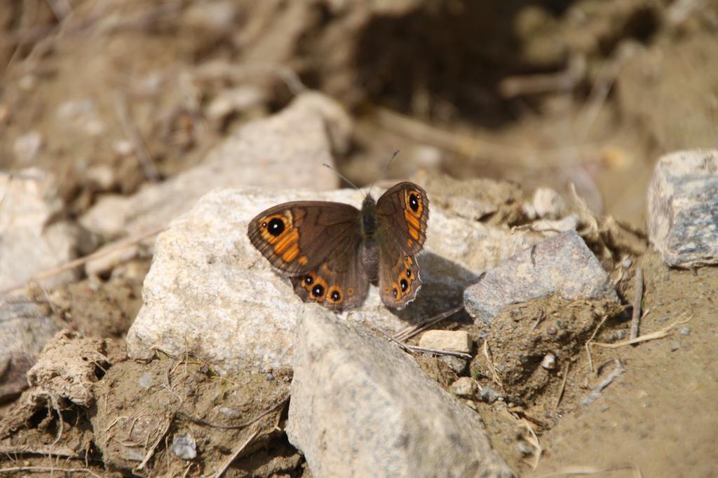 Hotel Restor Natura Malga Mondent Pracorno di Rabbi Exteriér fotografie